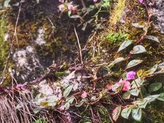 -苍山感通索道
