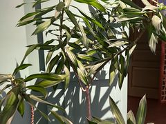 -南堂馆·新川菜(春熙路店)