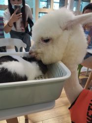 -Moni星球萌宠·小马宝莉·灵蛇·高端高阶全萌宠互动体验俱乐部(红豆国际广场店)