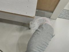 -纳吉亚猫专科动物医院博雅分院