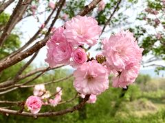 -天适樱花悠乐园