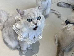 -怪兽屋·羊驼·猫咖·狗咖(俊华广场店)