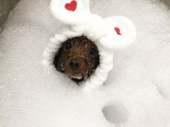 -Oh My Dog宠物沙龙(伊珊娜皮毛护理店)