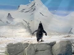 -上海海洋水族馆