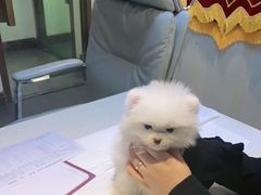 -宠爱国际动物医院· 猫科· 外科·中兽医(长白店)