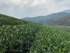 -听风阁农家私房菜茶楼(龙坞店)
