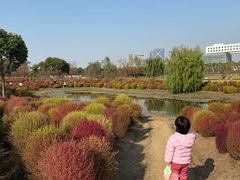 -春花秋色城市公园