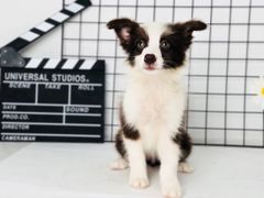 -翊宠yipet猫狗购宠庄园犬舍•猫舍