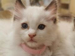 -屋虎猫馆(宝安大仟里店)