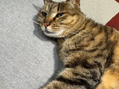 -猫的天空之城概念书店(杭州南宋御街店)