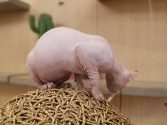 -飞行喵MR PILOT|猫舍·猫咖(静安大融城店)