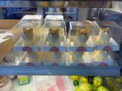 -柴犬高等学院·狗咖·柴犬售卖·宠物训练