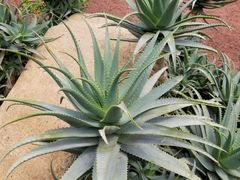 -南通洲际绿博园