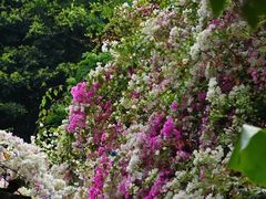 -深圳国际园林花卉博览园