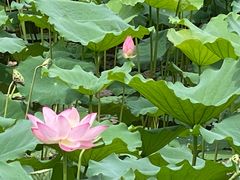 -荔湾湖公园