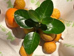 -季季山·云南野生菌火锅(上海首店)