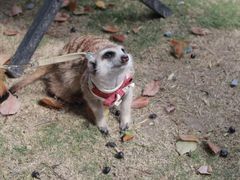 -J Create城市露营咖啡·简餐·宠物(上海动物园店)