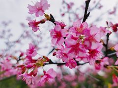 -中国科学院华南植物园