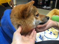 -逗柴咖啡屋·狗咖猫咖宠物桌游