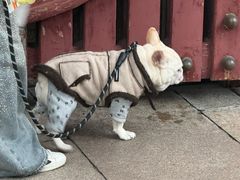 -龙华素斋(龙华路店)