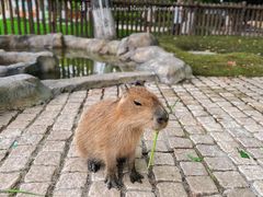 -上海野生动物园