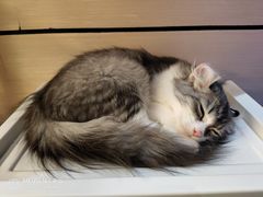 -瞄一喵猫咖(格力海岸店)