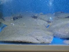 -泮金大塘(北二七路店)