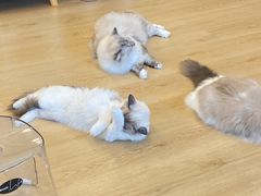 -有喵·猫咖·狗咖·40+猫狗有小奶狗(岗厦店)