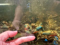 -熊记虾王·小龙虾(东晓南店)