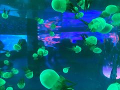 -左海海底世界