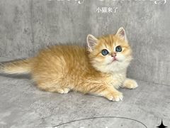 -小猫来了·猫舍(红山六九七九店)