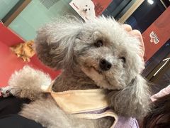 -和它·交个朋友·狗咖猫咖(爱琴海店)