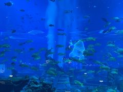 -亚特兰蒂斯•OSSIANO奥西亚诺海底餐厅