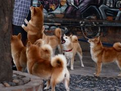 -柴犬高等学院·狗咖·柴犬售卖·宠物训练