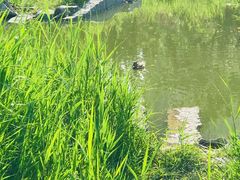 -大望京公园
