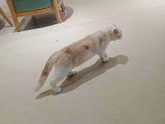 -藏猫猫咖啡主题馆(中央大道店)