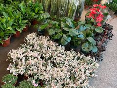 -双季花艺园艺市场(浦东店)