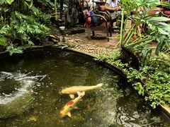 -Fern Forest Cafe