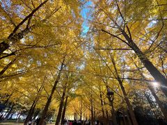 -三里屯东五街银杏大道
