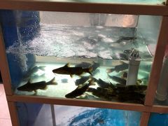 -一撮毛美食城(全力一路店)