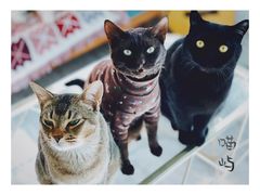 -喵屿·大理花园猫咖