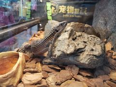 -宠物世家(仲盛世界商城店)