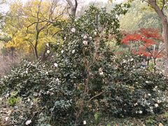 -九华山公园