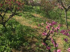 -南汇桃花村