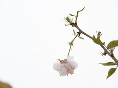 -天适樱花悠乐园