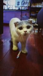 点击看大图 -越域刺青