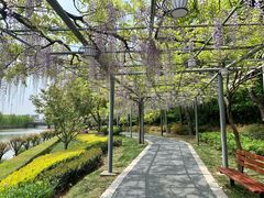 -嘉定紫藤园
