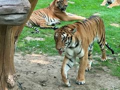 -北京野生动物园