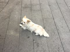 -叶氏麻糍(鼓浪屿店)
