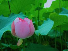 -陈家山荷花公园